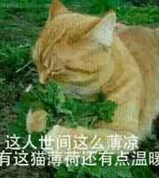 死对头的情人标记了我 猫